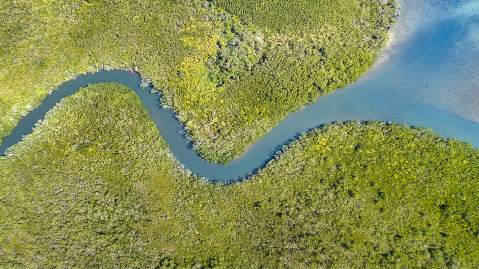 الملايين من الأسماك النافقة تغطي نهرا أستراليا في كارثة نقص الأكسجة!