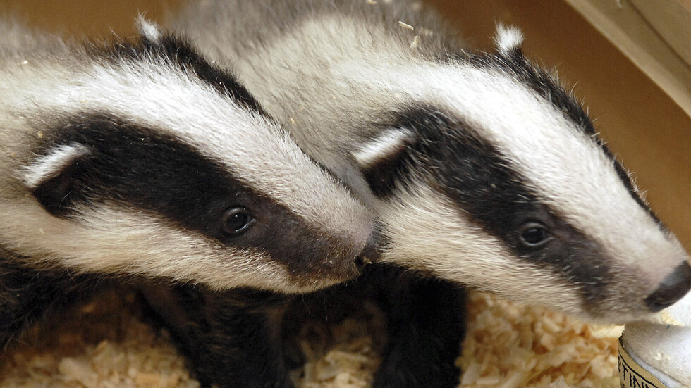 حيوانات الغرير تعطل حركة القطارات في هولندا