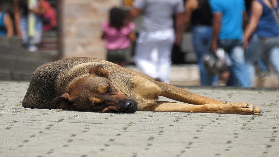 مصر.. توقيف جزّار بتهمة التعدي على كلب في القاهرة