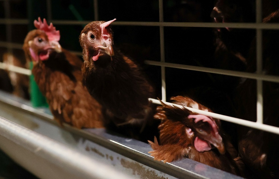 اليابان تخطط لإعدام عدد قياسي من الطيور بسبب تفشي إنفلونزا الطيور