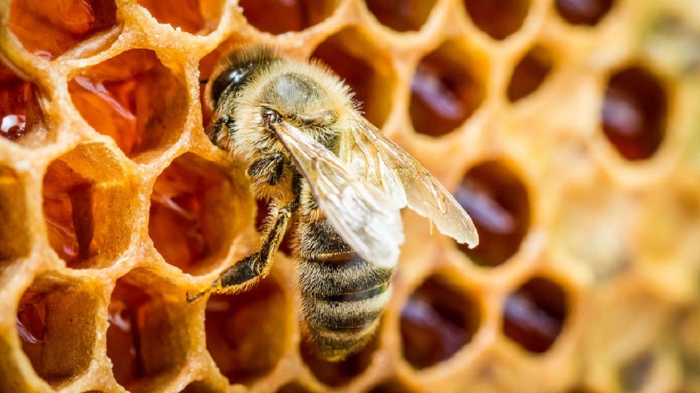 علماء الأحياء يتمكنون من جعل دماغ النحل يتوهج عند العمل