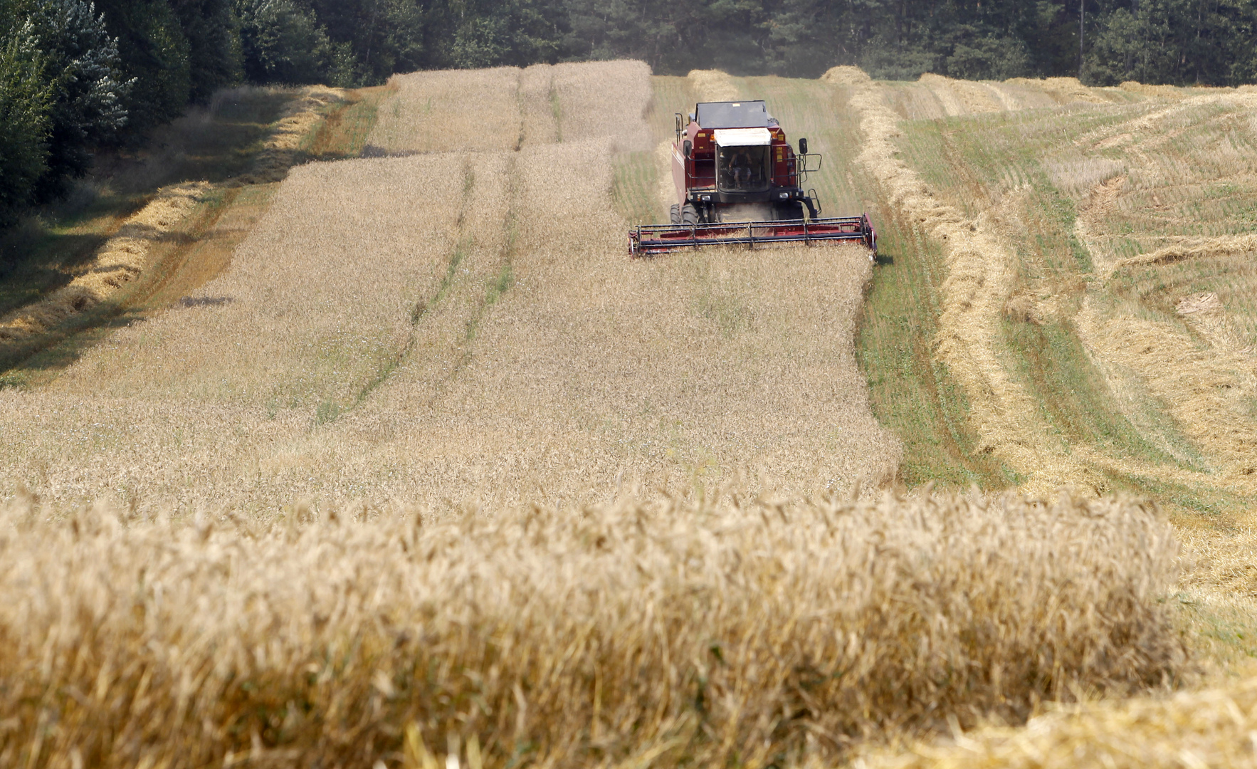 ميشوستين: موسم الحبوب الوفير في روسيا سيساعد البلدان المحتاجة