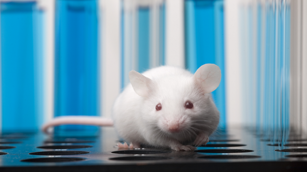 اختراق هام ينجح في تكوين فئران من بويضات مشتقة من خلايا ذكورية لأول مرة!