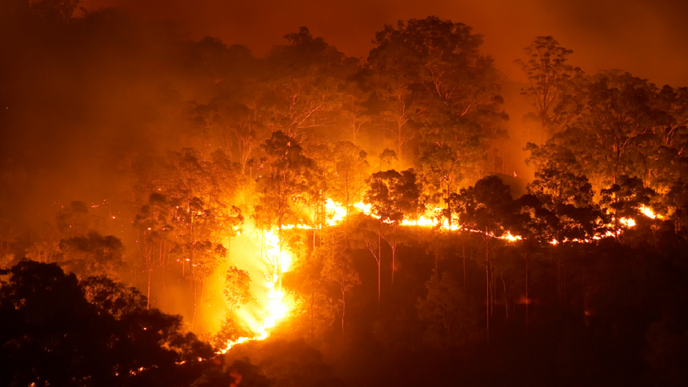 العلماء يحذرون من أن دخان حرائق الغابات 