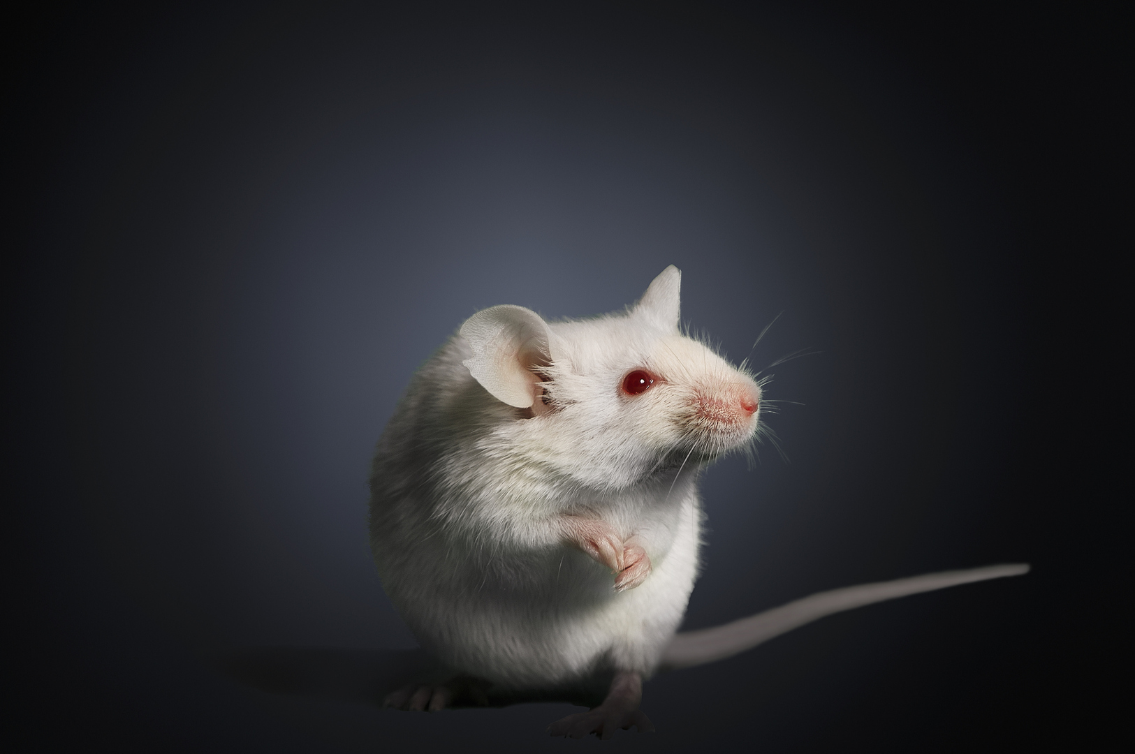 تقنية جديدة لتعديل الجينات تعكس فقدان البصر لدى الفئران وتعد بنتائج مماثلة في البشر