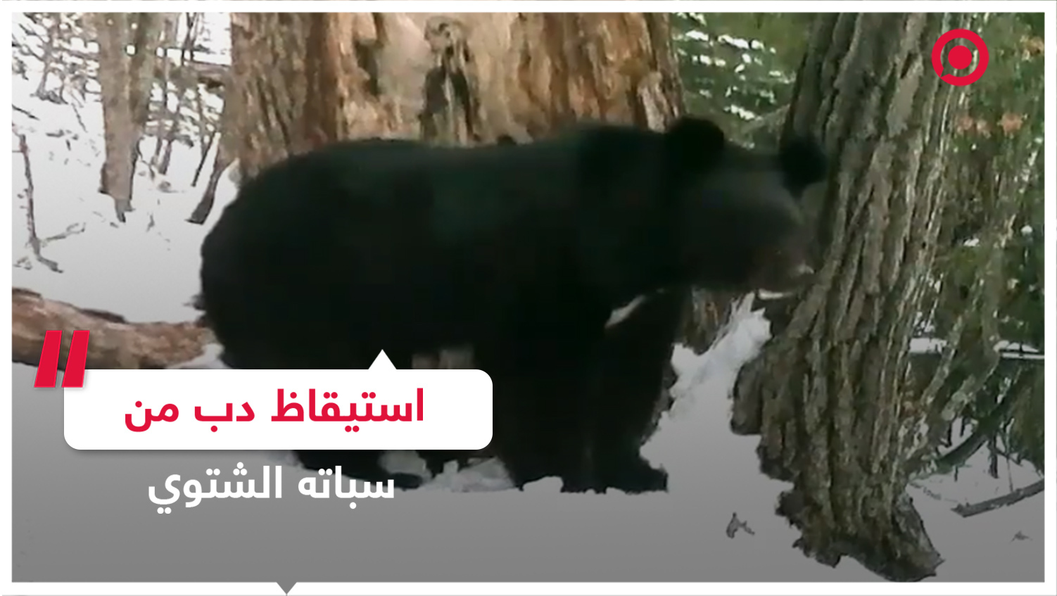 استيقاظ دب من سباته الشتوي