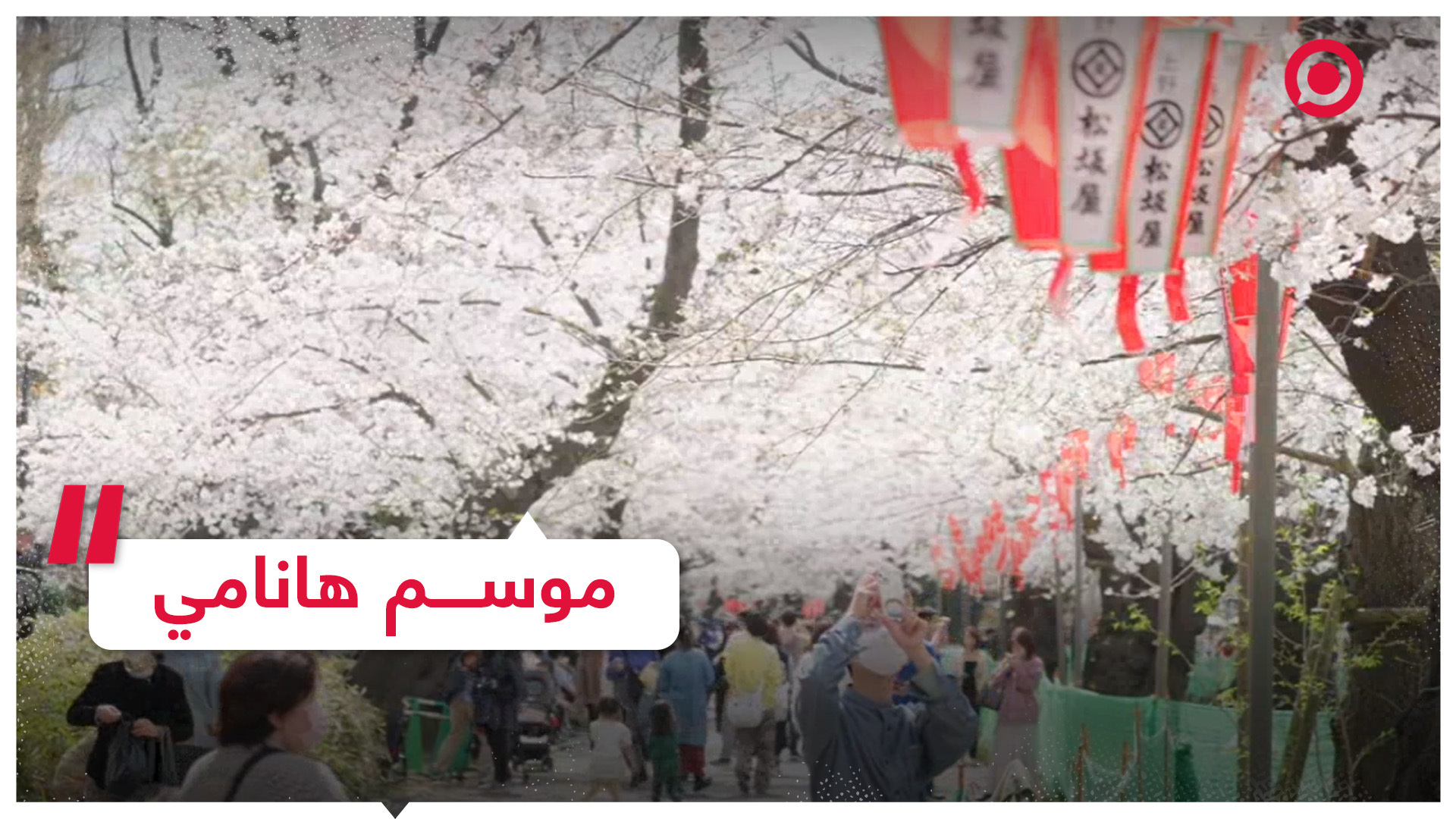 اليابانيون يستمتعون بأزهار أشجار الكرز