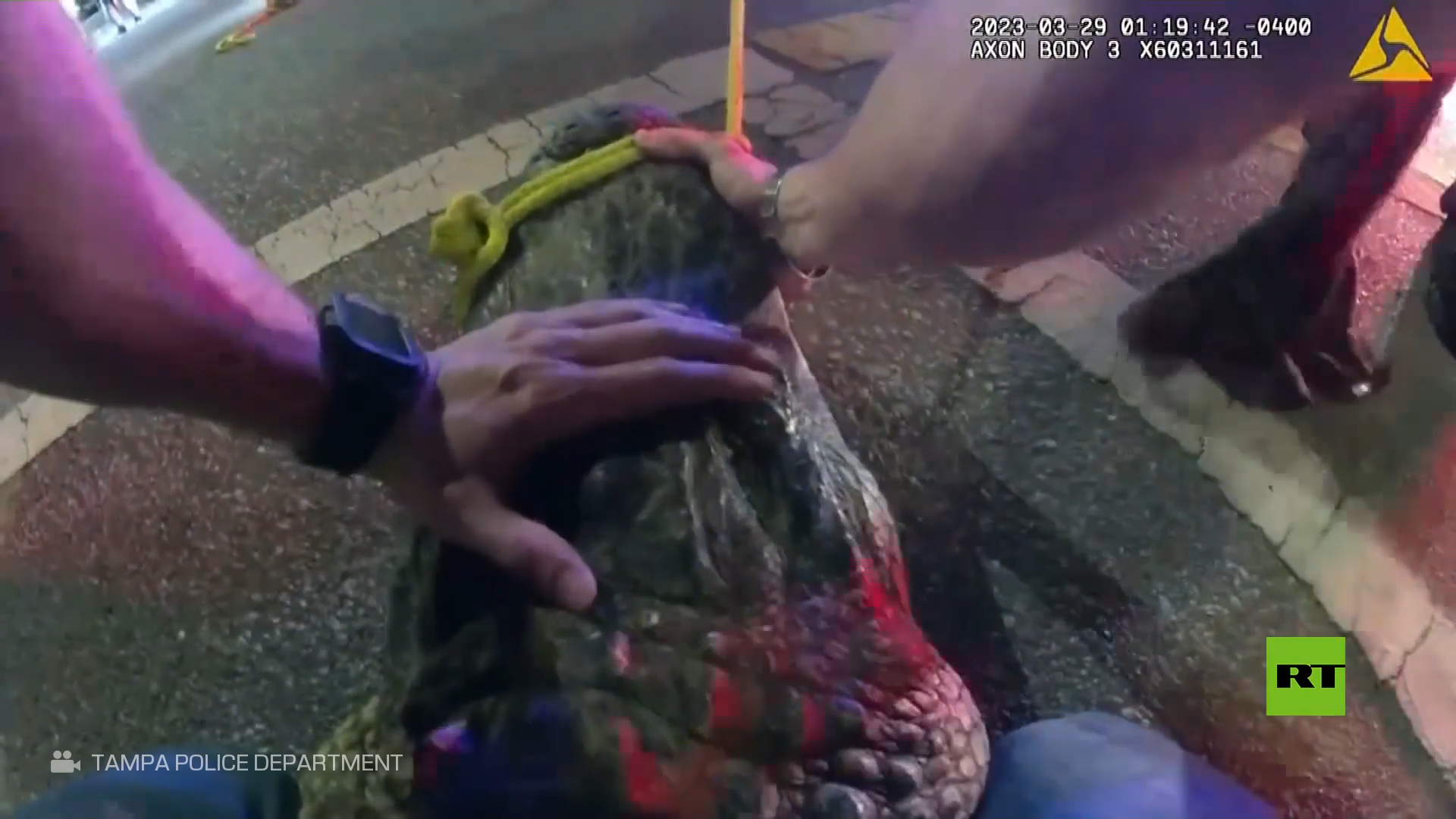 بيدين عاريتين.. شاهد كيف يثبّت شرطي تمساحا وسط شارع أمريكي