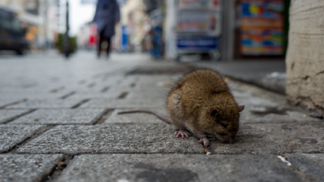 دراسة: الملايين من فئران مدينة نيويورك يمكن أن تكون مصابة بـ 