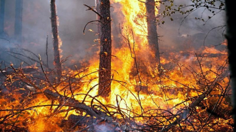 إسبانيا.. النيران تلتهم مساحات شاسعة من الغابات (صور+ فيديو)