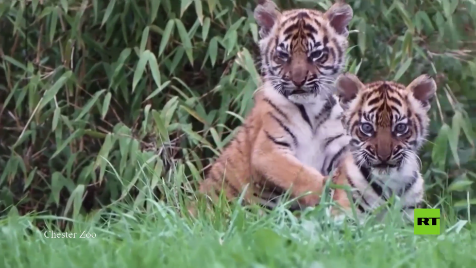 بالفيديو.. أشبال النمر تخرج لأول مرة من عرينها في حديقة حيوانات تشستر