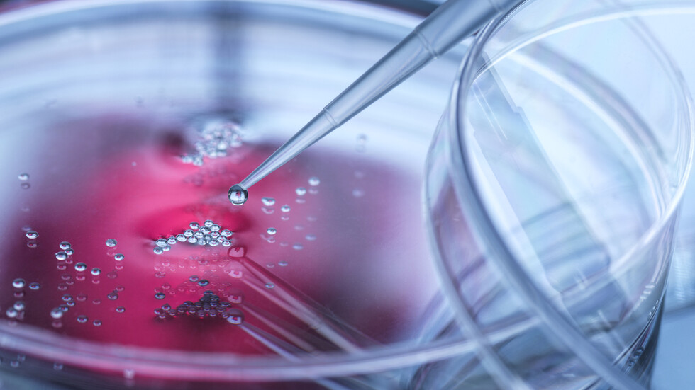 العلماء يطورون "قلبا صغيرا نابضا" في المختبر في اختراق طبي رائد