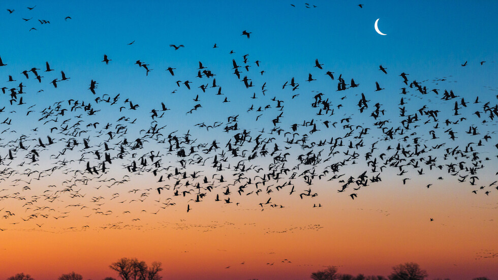 اكتشاف علمي مدهش لكيفية تغذي الطيور خلال الهجرات الجماعية عبر القارات