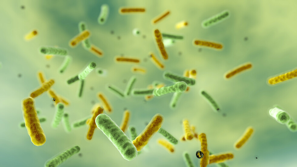 كيف يمكن لميكروب الأمعاء أن يؤدي إلى تفاقم السمنة؟