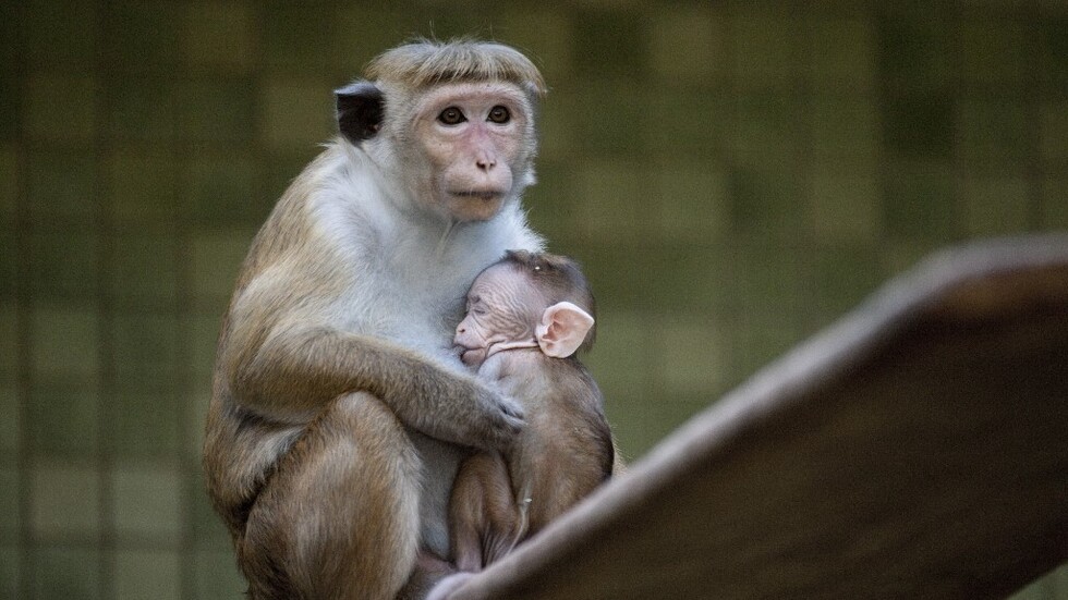 القرود مقابل القروض..