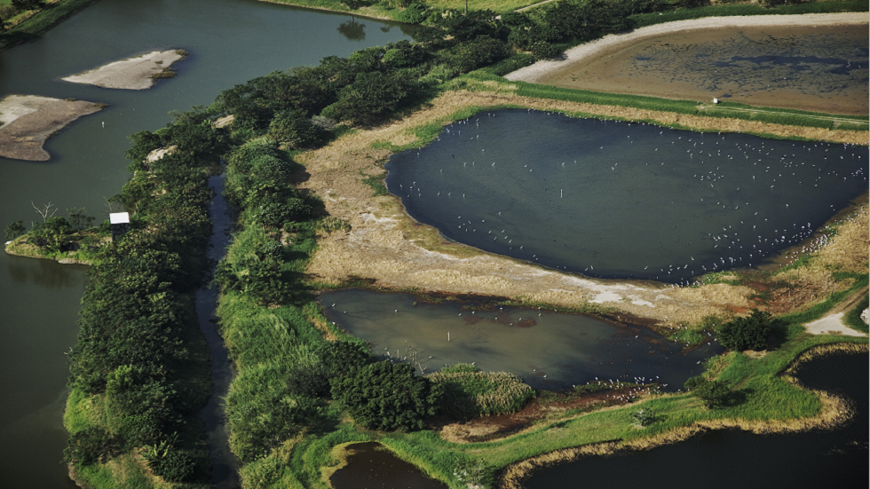 اكتشاف مخلوق غامض بـ 24 عينا لأول مرة في بحيرة في هونغ كونغ!