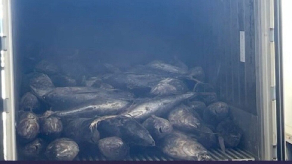 المغرب.. ضبط كميات كبيرة من الكوكايين داخل أحشاء أسماك إكوادورية