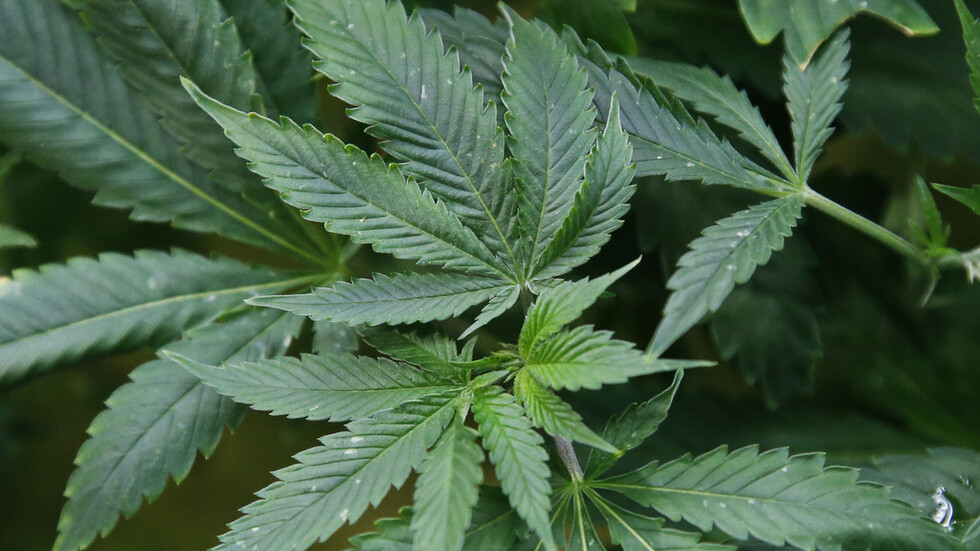 الأمريكيون ينفقون على الماريجوانا أكثر من الشوكولا