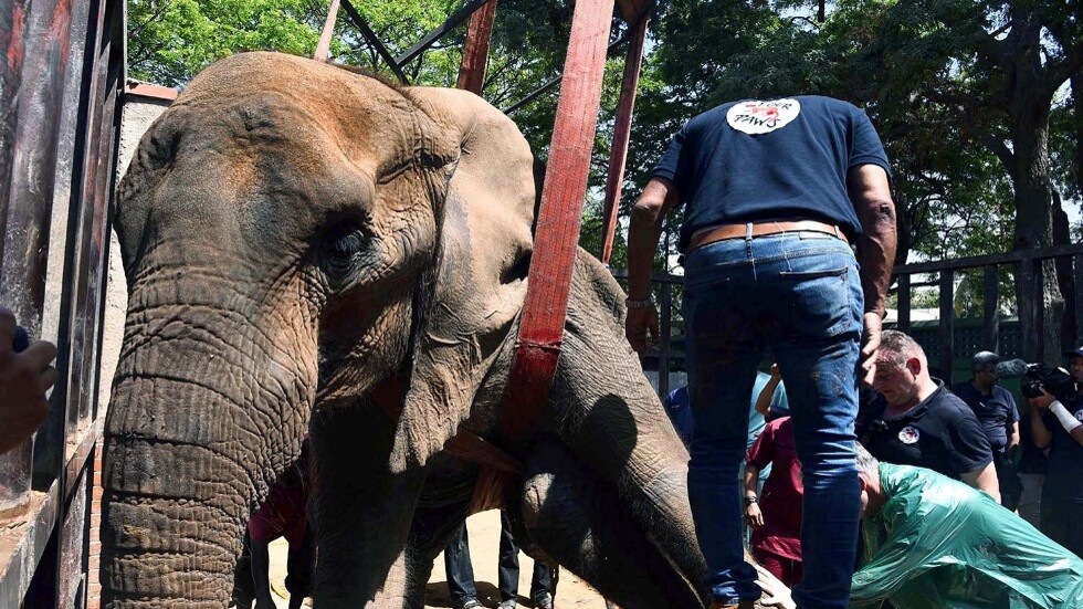 نفوق الفيلة "نور جيهان" في باكستان بعد عمل جراحي خضعت له (فيديو)