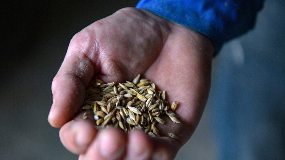 من حجم المحصول إلى الصادرات.. وزير زراعة لوغانسك الروسية يتحدث لـRT عن آفاق القطاع الزراعي