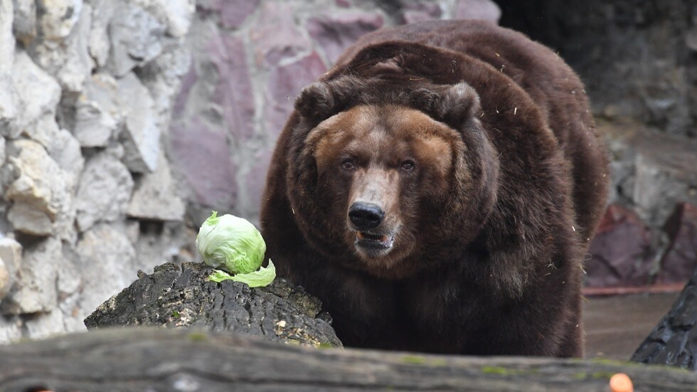 إصابة سلوفيني هاجمه دب وسط جدل حول قتل الدببة وتقليل أعدادها إلى 800