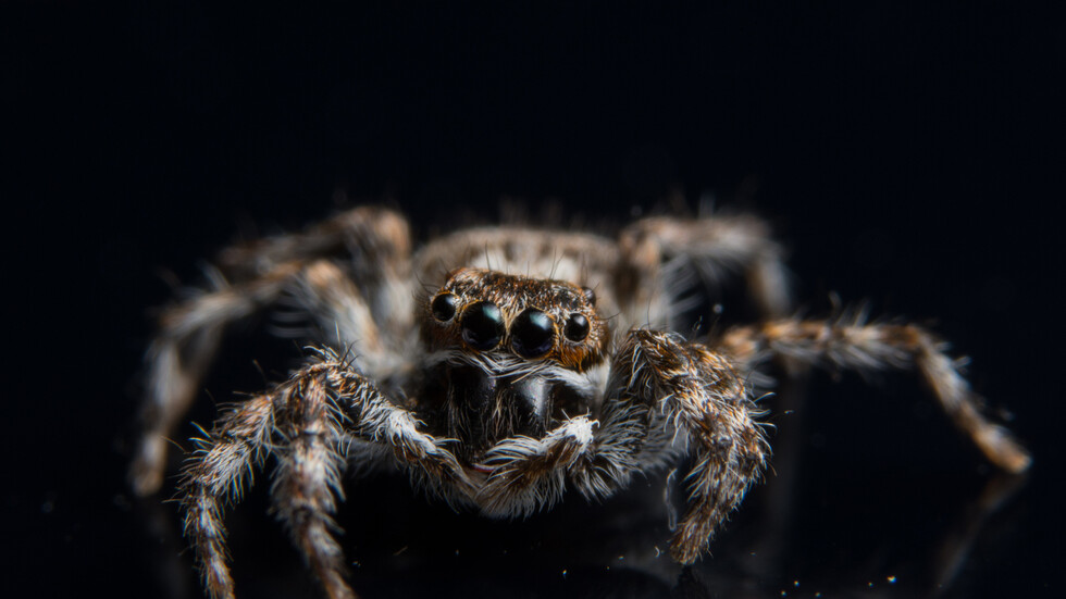 مقطع فيديو "مرعب" للحظة اكتشاف طبيب "مستعمرة عناكب" تعيش في أذن امرأة