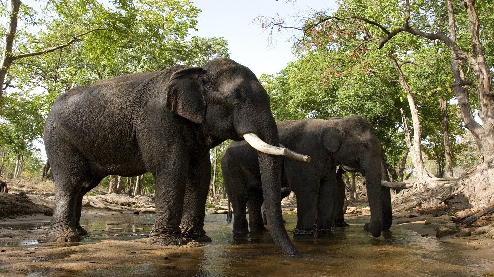 تقلص مساحة مناطق توطن الفيلة في آسيا بأكثر من 64 بالمئة