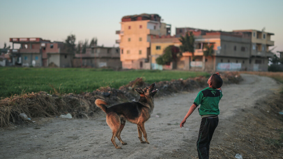 مصر.. مجلس النواب يوافق على مواد قانون حيازة الحيوانات الخطرة