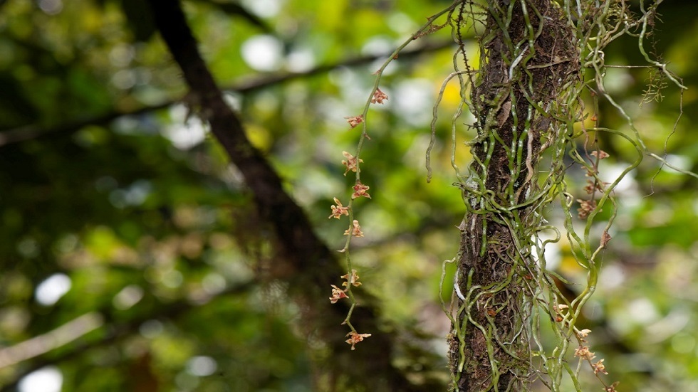 الصين.. اكتشاف نوع نادر من زهور الأوركيد في التبت (صورة)