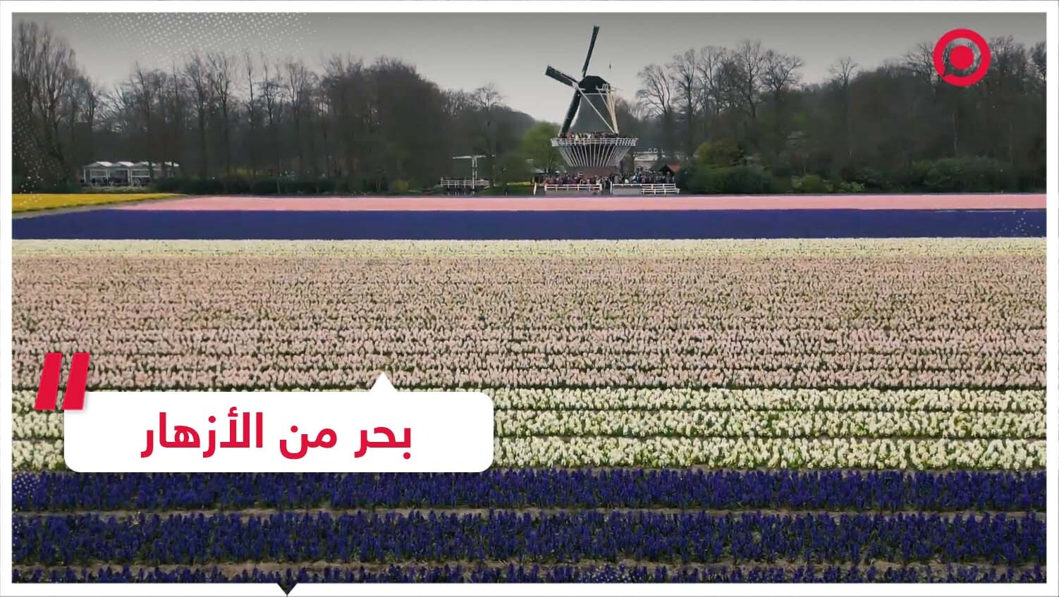 بحر من الأزهار في هولندا