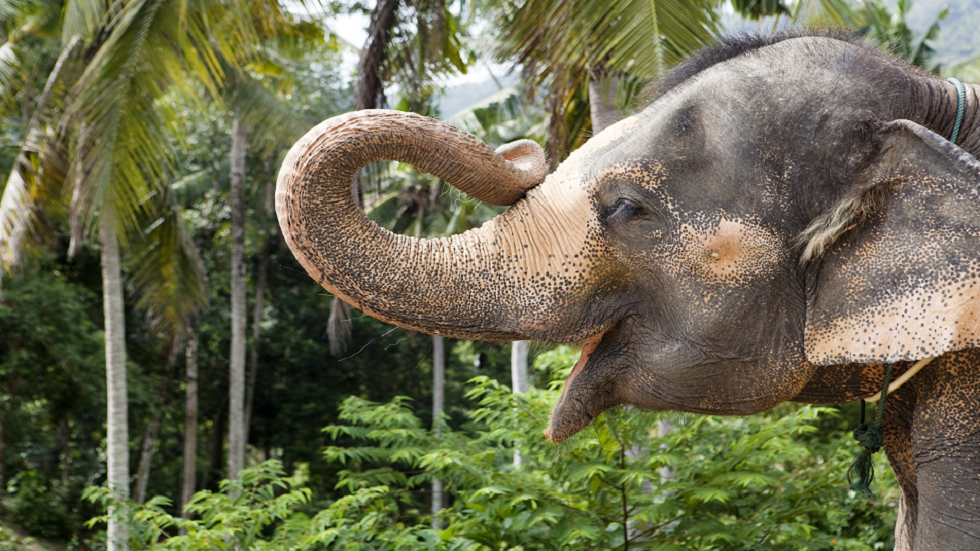 فيديو مثير للدهشة يظهر كيف تعلّمت أنثى الفيل تقشير الموز قبل تناوله!