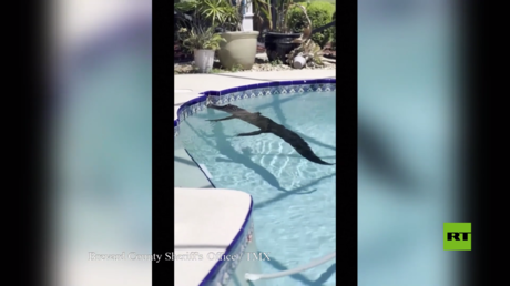 بالفيديو.. تمساح يقتحم منزلا للاستحمام في حوض سباحته في فلوريدا