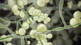 “Plant fungus” infects a human in the first reported case of its kind!