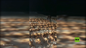 إحباط محاولة تهريب طنين من سلطعون الملك الأحمر في ساخالين الروسية