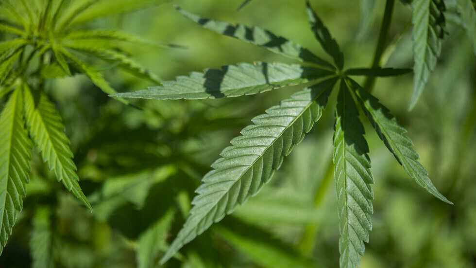 المغرب.. انطلاق أول موسم لزراعة القنب الهندي قانونيا