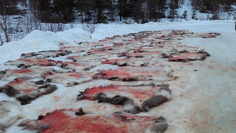 علماء روس يحصلون على أدوية لعلاج الحروق والجروح من الجلود