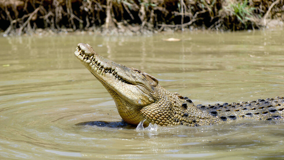 أستراليا.. رجل يلقى مصرعه بين فكي تمساح
