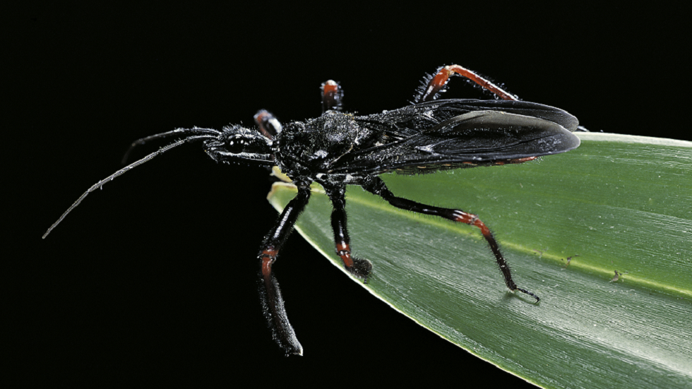 اكتشاف مثال نادر لحشرات تستخدم أدوات لالتقاط الفريسة!