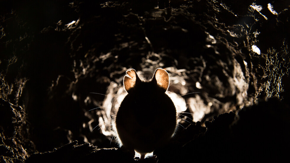 الذكاء الاصطناعي يحول ما يشاهده الفئران في الوقت الفعلي إلى مقطع فيديو بواسطة إشارات الدماغ