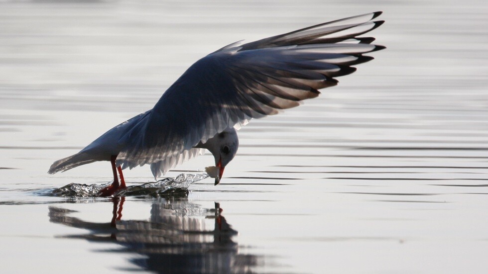 اكتشاف إنفلونزا الطيور في إيجيفسك الروسية بعد موت طيور النورس