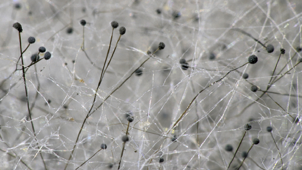 ملابسنا في المستقبل يمكن أن تكون مادة حية وذاتية الإصلاح!