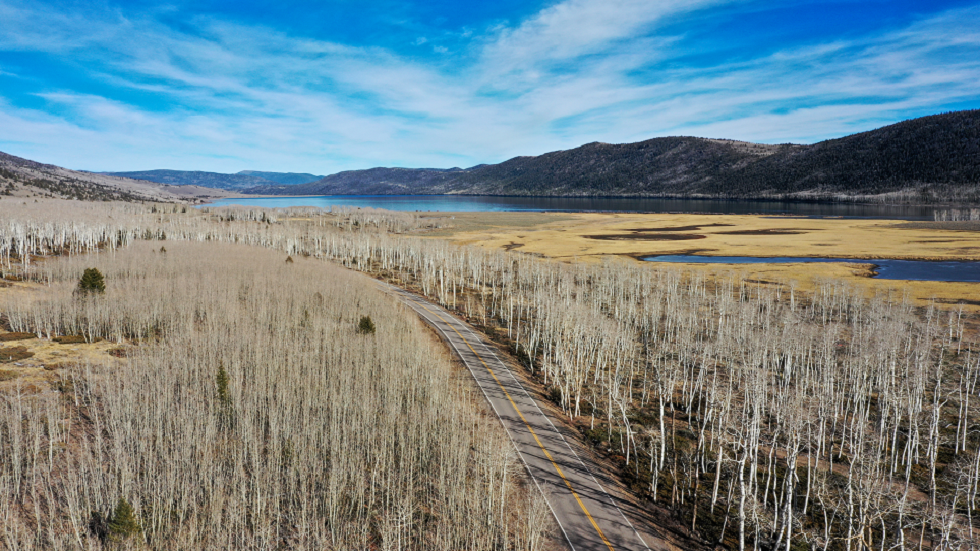 فنانون يسجلون "أصواتا مترددة" من أكبر كائن حي في العالم!