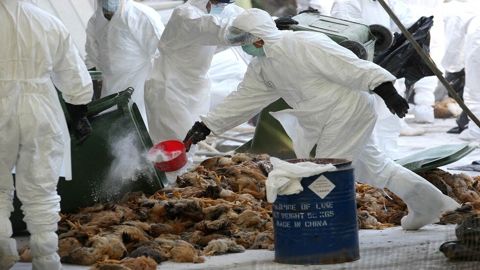 عالم فيروسات يتحدث عن مدى استعداد الإنسان للإصابة بأنفلونزا الطيور