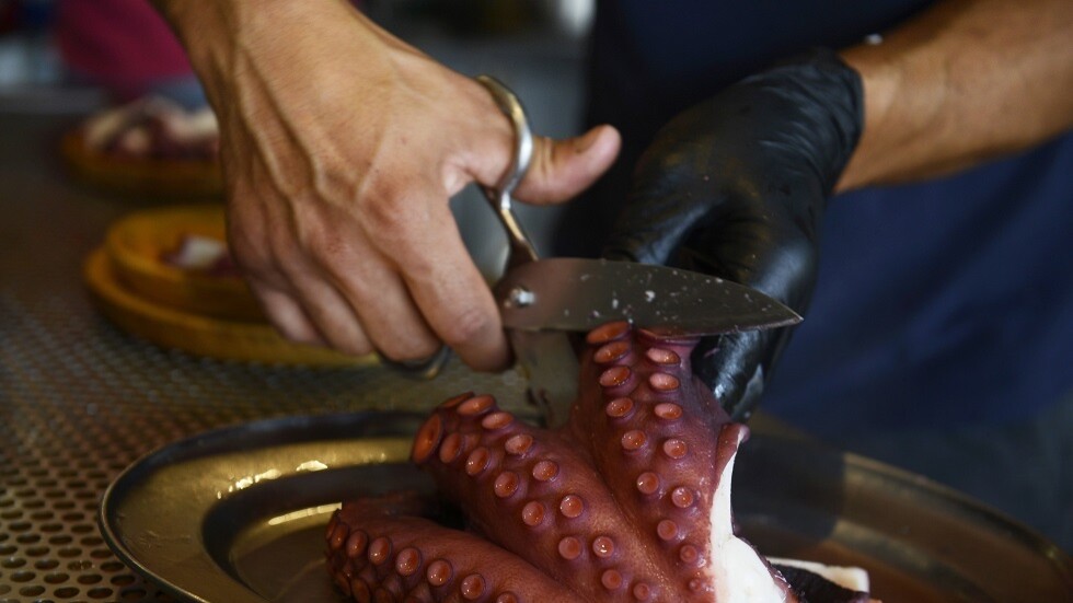 3 ملايين أخطبوط.. ناشطون يحتجون على إنشاء "مزرعة للأخطبوط" في إسبانيا