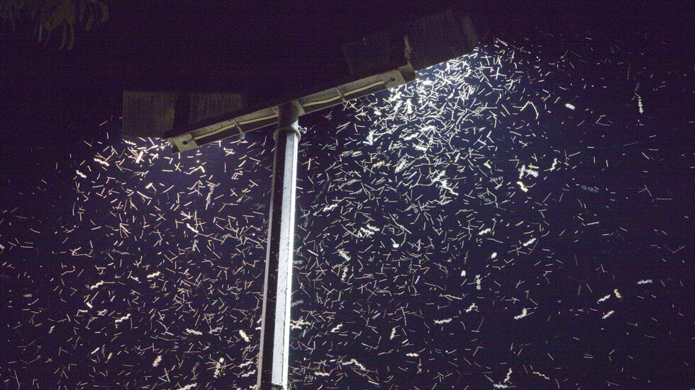 لماذا تنجذب الحشرات إلى الأضواء الاصطناعية؟