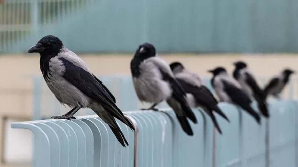 أسراب الغربان تهاجم المارة في مدينة دريسدن الألمانية