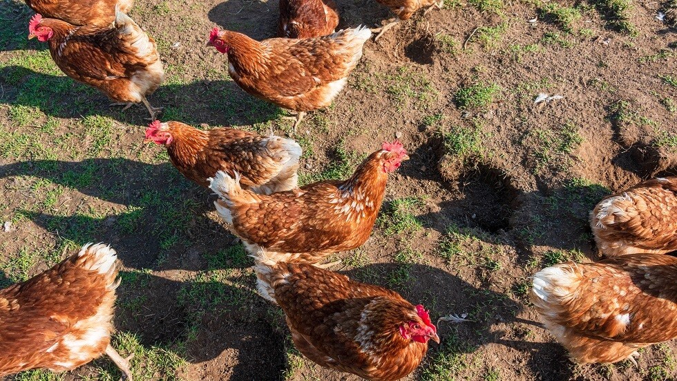 تقرير خطير من وزارة الدفاع الروسية حول إنفلونزا الطيور