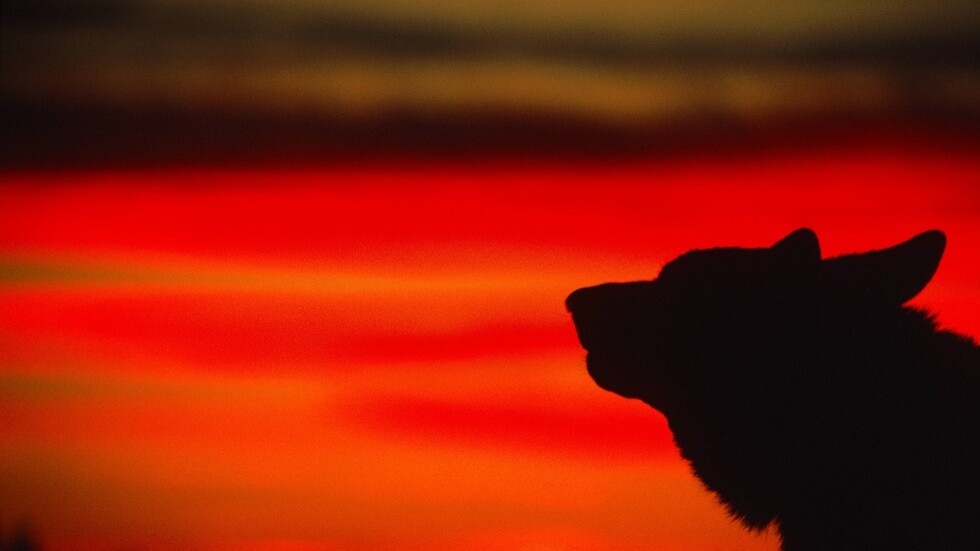 "الغارديان": هجمات أتباع أيديولوجية الذئب المنفرد تهدد الولايات المتحدة