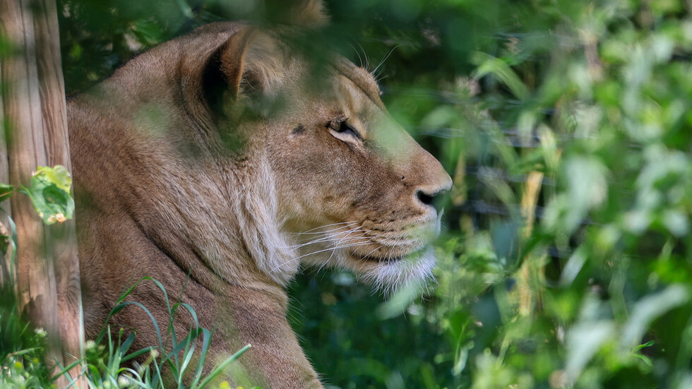 السعودية.. القوات الخاصة للأمن البيئي تسيطر على أسد طليق في الرياض (صورة)