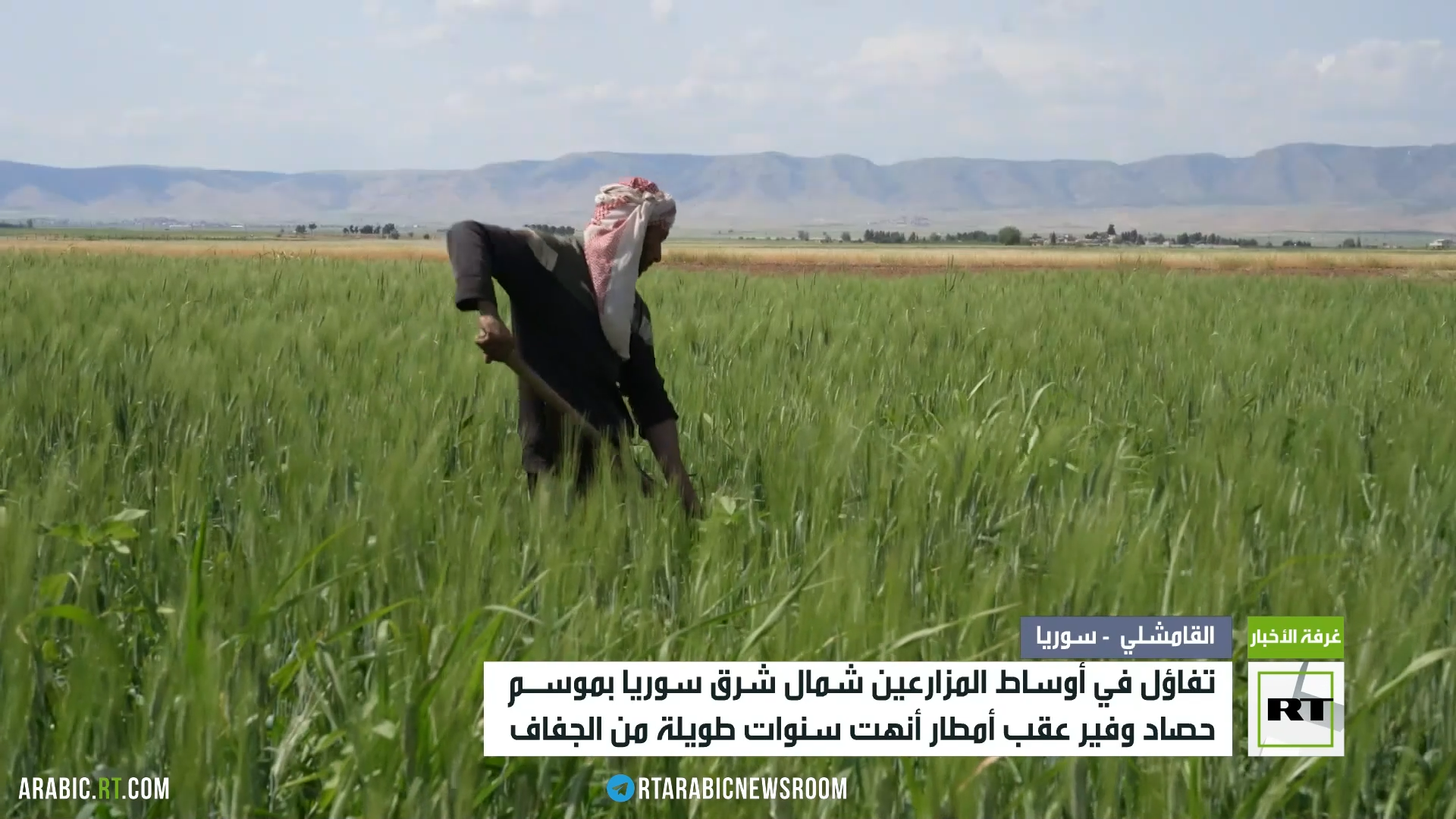 موسم وفير من القمح والحبوب شمال شرق سوريا